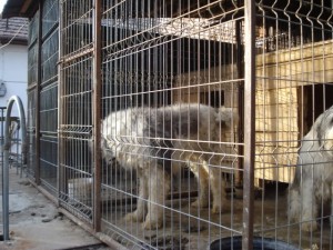 canisa piatra arsa draganescu cluj 1.jpg