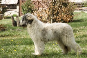 Mama puilor la varsta de 6 luni