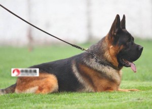 German Shepherd.jpg