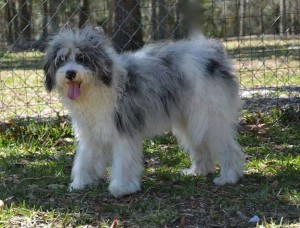 Designed breed.jpg