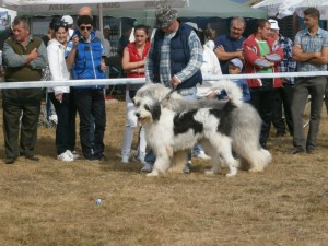 canisa de gotca caine fara par 6.jpg