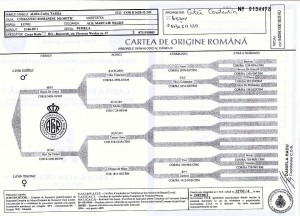 pedigree alma casa tasha-gotca.jpg