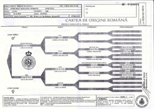 pedigree iordan de gotca.jpg