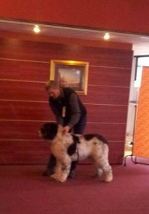 castigator_puppy_masculi.jpg