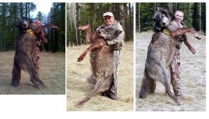 big-wolf-1.JPG