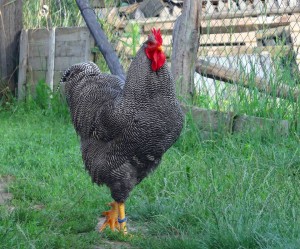 cocos 2012.jpg