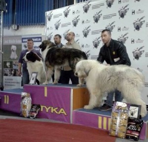 11026467_458272824320752_2004788303_n.jpg (25.81 KiB) Viewed 7877 times Napoca Dog Show 2015- C.A.C.I.B