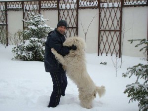 Mioriticul alb a lui Dan Negru